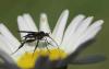 Empis pennipes
